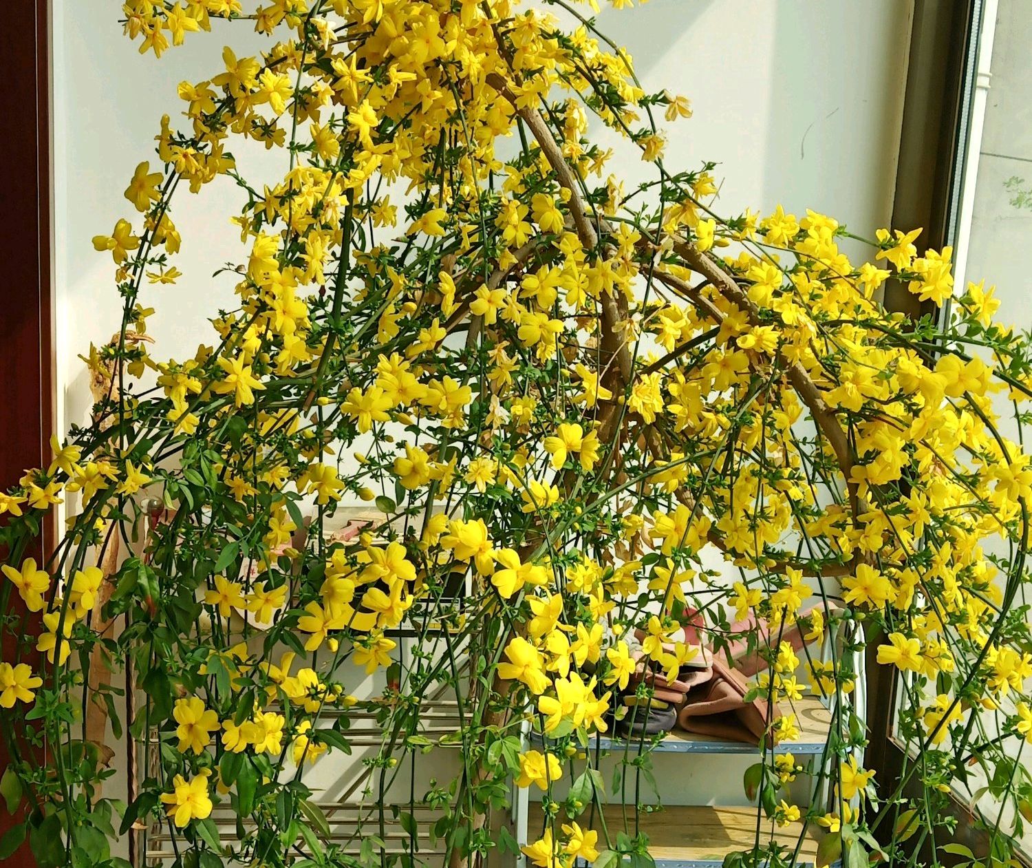 10种春天路边常见的先开花后长叶植物很多朋友是见过不知道名字