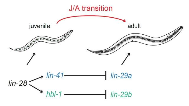 圖片:弗里德里希·米歇爾生物醫學研究所在秀麗隱杆線蟲中調控青少年