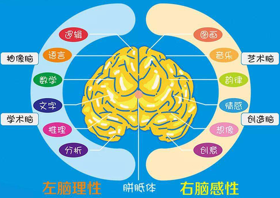 学霸的优势在于善用大脑激活孩子全脑的5个方法家长值得收藏