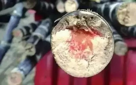 清明节▲清明节的甘蔗比毒蛇还毒？正确答案是这样的……