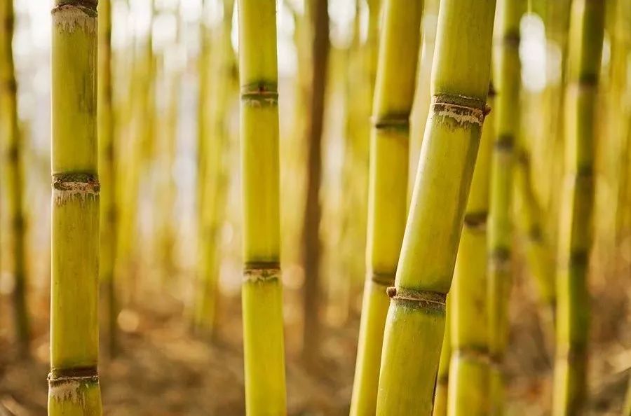 清明节▲清明节的甘蔗比毒蛇还毒？正确答案是这样的……