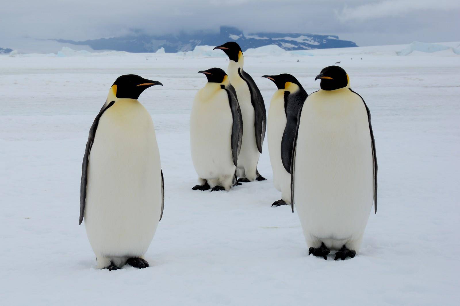 如果把企鹅运到北极去企鹅能生存下去吗