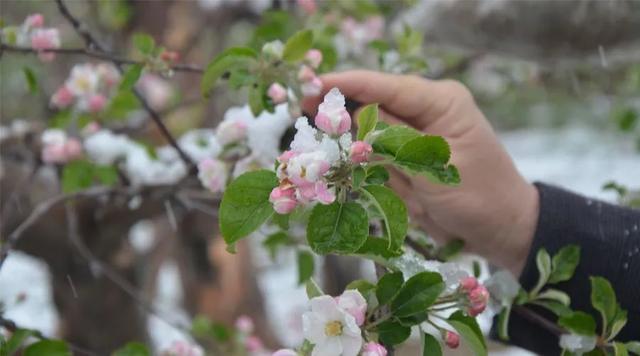 冷空气▲降温+降雨+大风！冷空气来袭，这些地区果农重点防