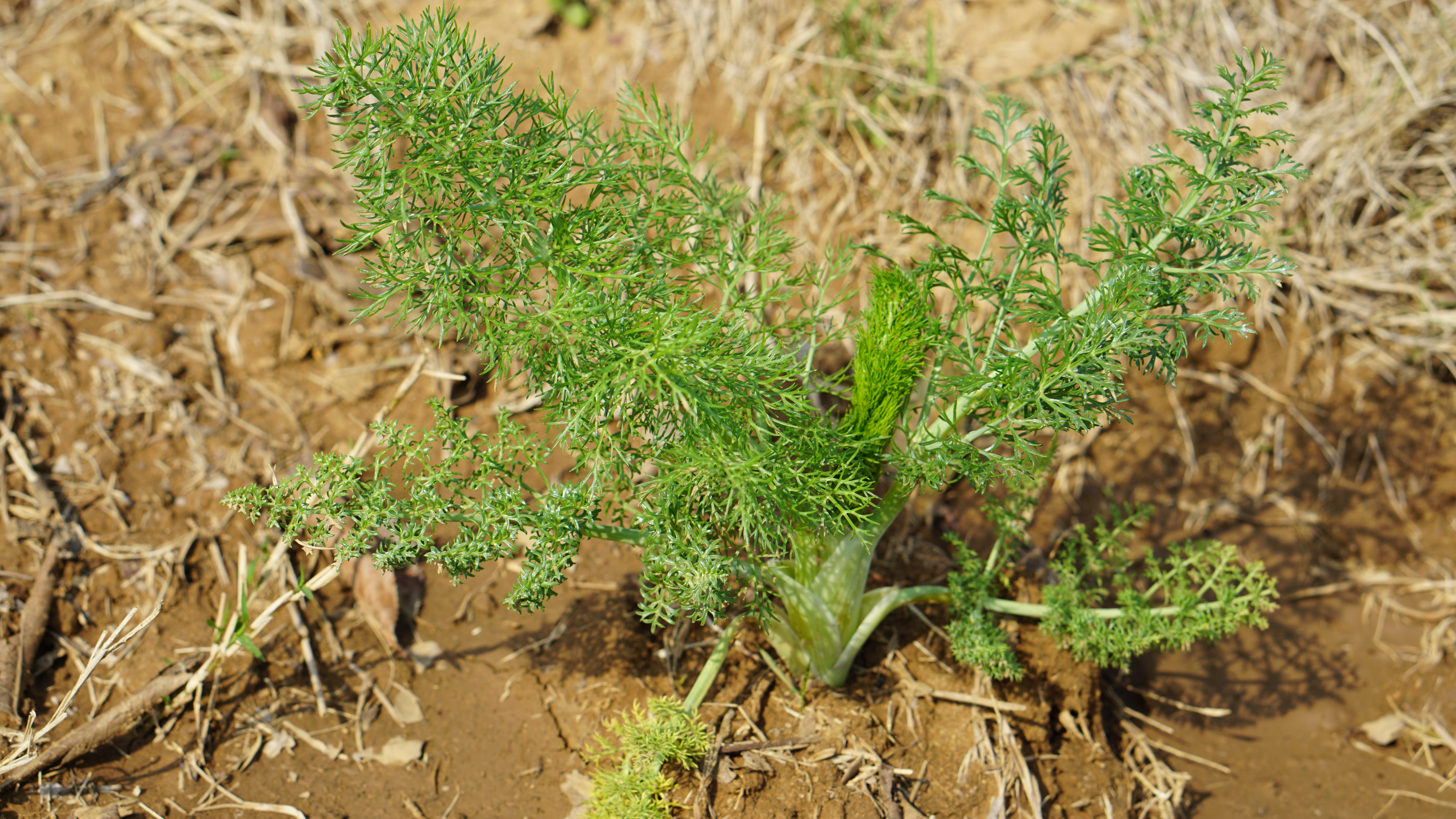 茴香苗是小茴香的幼苗,除了在自家菜园子里种之外,菜市场也能买到,是