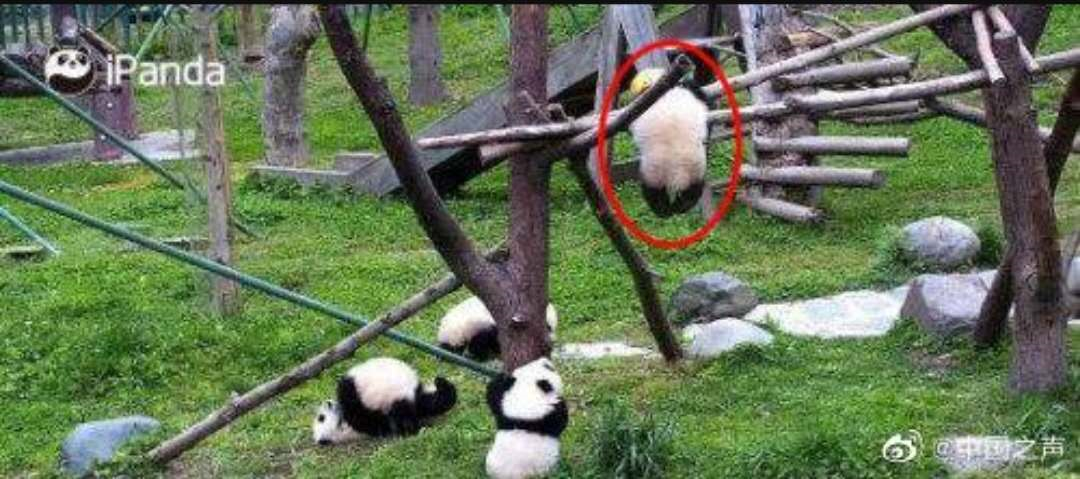 #大熊猫#大熊猫“禄禄仔”被玩具绳缠颈窒息，7小时后被发现死亡