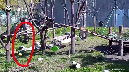 「大熊猫」大熊猫死亡被直播 工作人员：夜间只有两三人值班