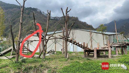 「大熊猫」大熊猫死亡被直播 工作人员：夜间只有两三人值班