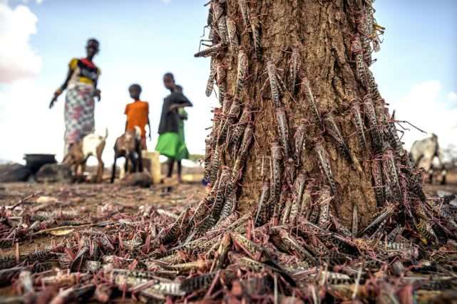 今年第二波蝗灾强袭东非多国 农民：比病毒更具毁灭性