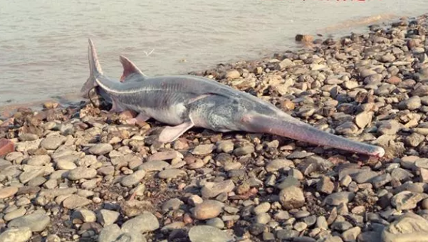 危起伟曾拍到的长江白鲟