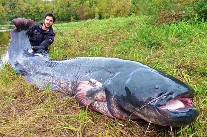 体型巨大的欧鲶