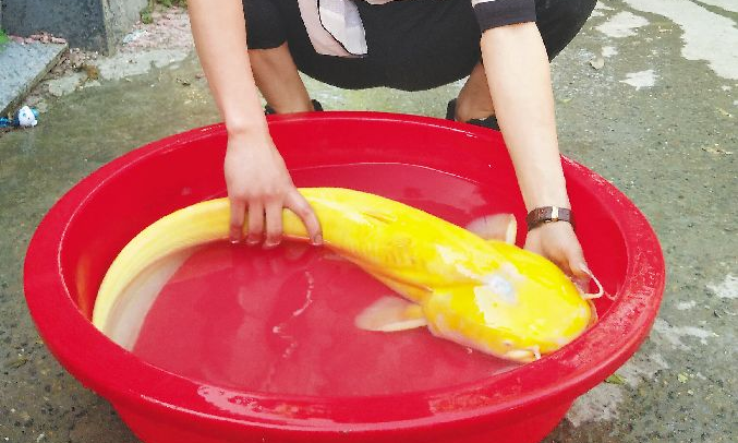 2018年瑞昌男子钓到的金黄色南方大口鲇