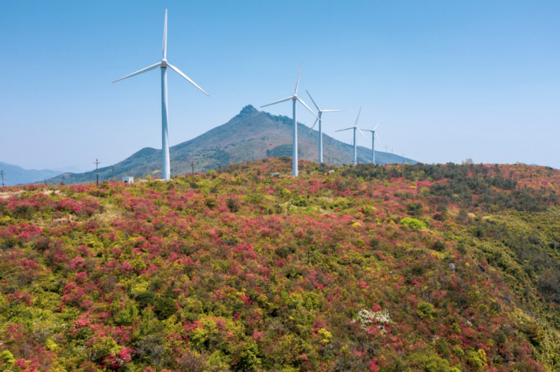 连日来,矾山镇鹤顶山与笔架山上约2万亩杜鹃花正在迎风怒放,争奇斗艳