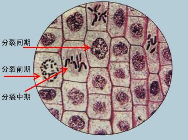 细胞的完整性,只抑制正在分裂的细胞,因此这种方法处理的大蒜在味道上