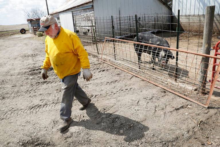 「三农」倒牛奶、砸鸡蛋，对猪安乐死……美国农业或遇史上最糟糕一年