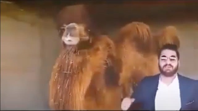 「骆驼」伊朗“神医”称骆驼尿可治新冠病毒，一天3次连喝3天，最好趁热