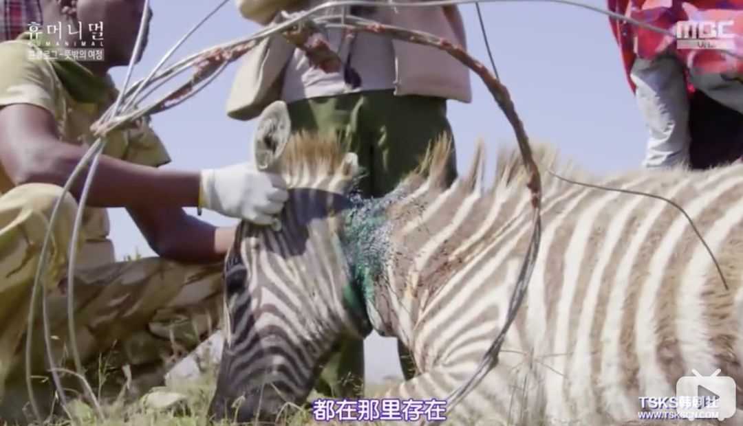 『大象』朴信惠掩面大哭：“对不起，都是我的错。”｜百家故事