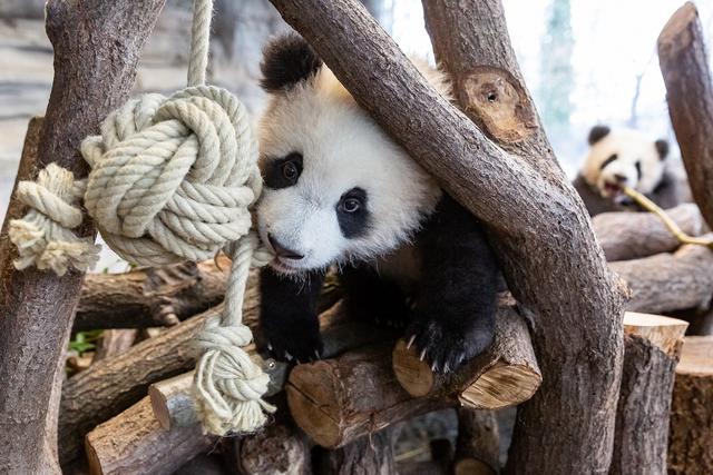 动物@柏林动物园：你们的胖团子，我们会尽全力饲养