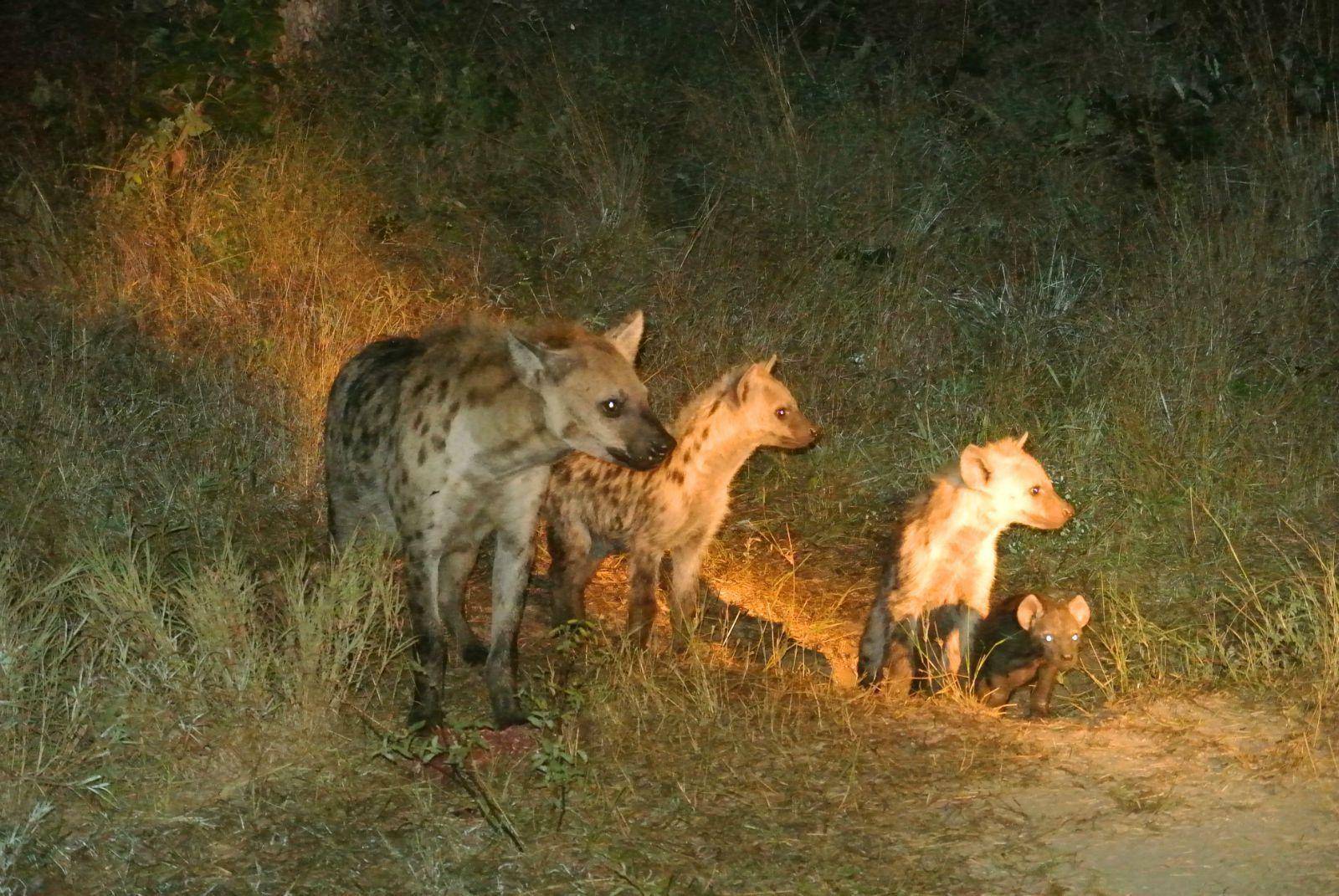 「藏獒」狼打得过藏獒吗，为什么狼会躲着藏獒走？