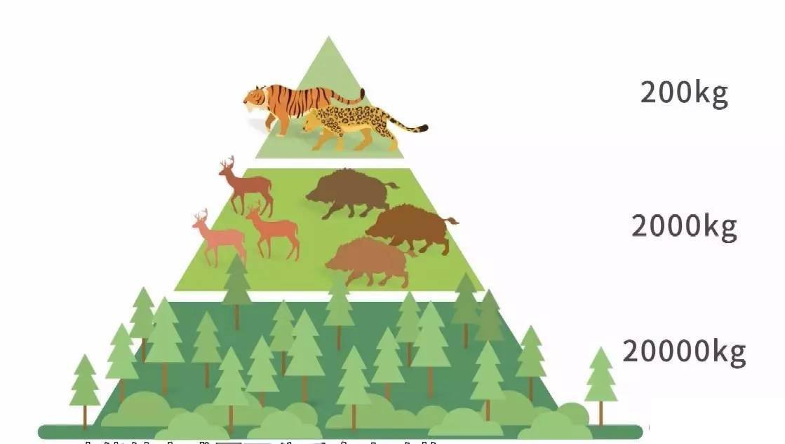 「藏獒」狼打得过藏獒吗，为什么狼会躲着藏獒走？