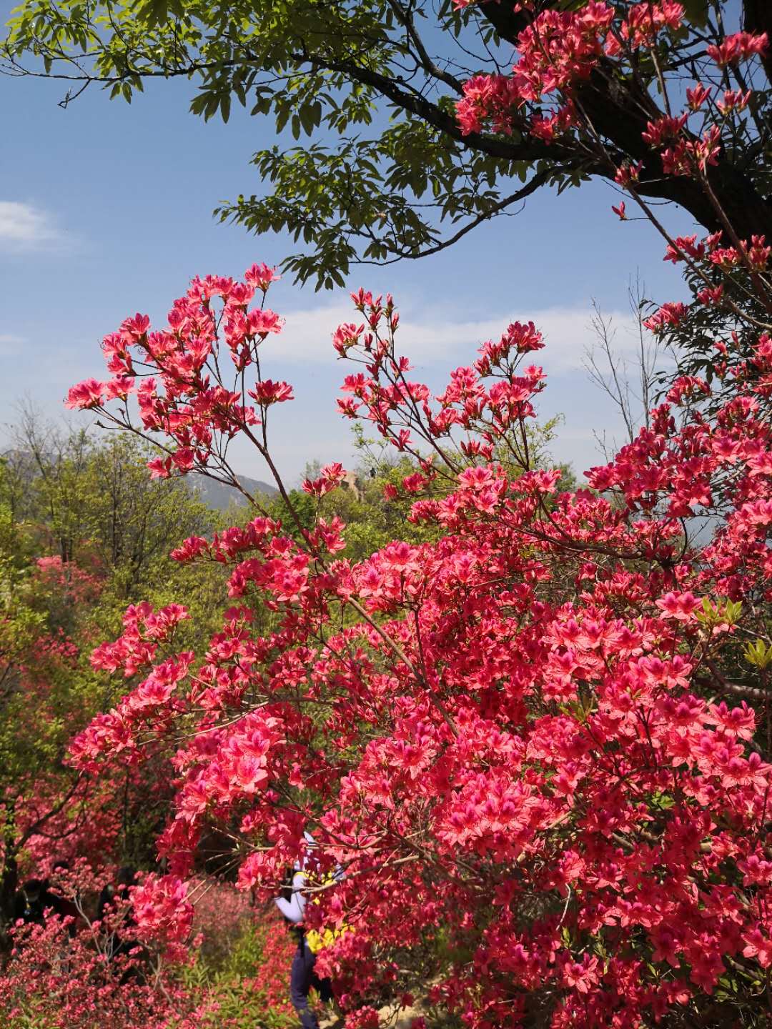 河南的小伙伴们,这里的杜鹃免费,现在正是盛开期满山遍野