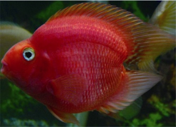 一颗心鹦鹉鱼介绍