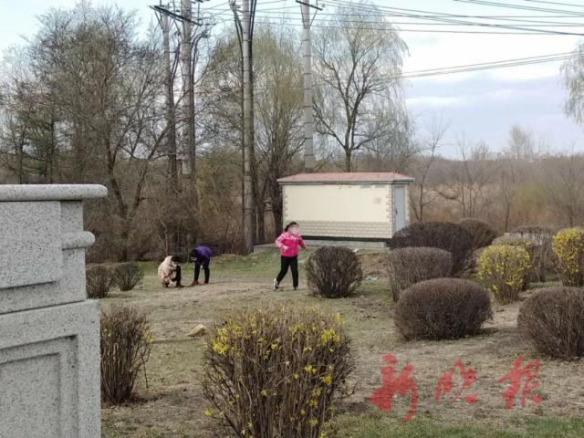 婆婆丁■街头有一群蒙面还拿刀的人？别怕，挖婆婆丁的