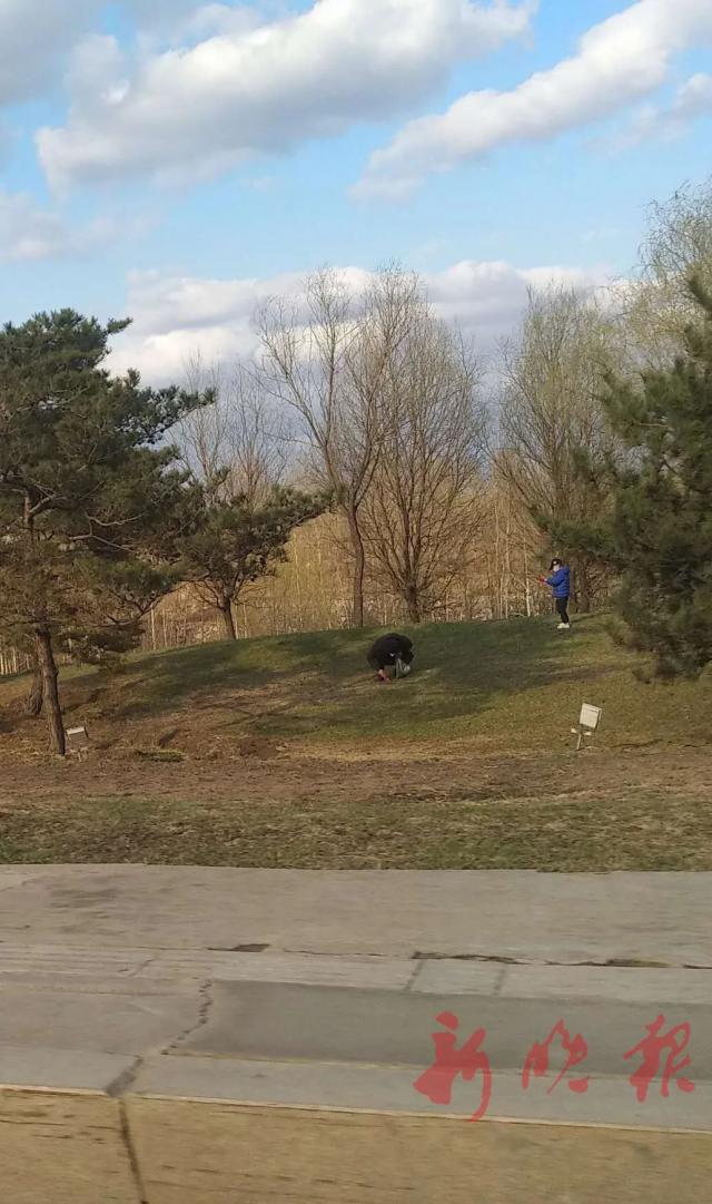 婆婆丁■街头有一群蒙面还拿刀的人？别怕，挖婆婆丁的