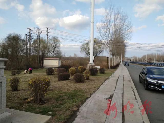 婆婆丁■街头有一群蒙面还拿刀的人？别怕，挖婆婆丁的