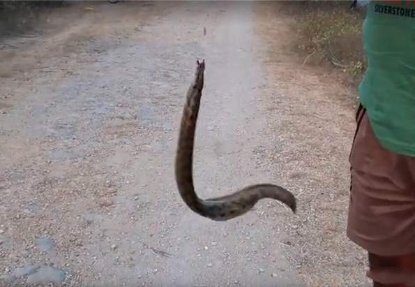 有一种背上长刺嘴巴尖尖的泥鳅现在很罕见为什么养殖的人不多