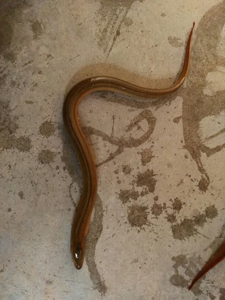 有一种背上长刺嘴巴尖尖的泥鳅现在很罕见为什么养殖的人不多