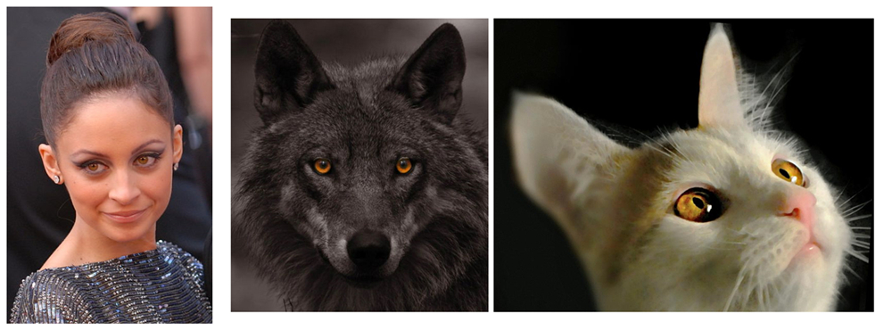 妮可·里奇、狼、猫的琥珀色眼睛