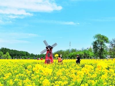 【油菜花】北京周边油菜花进入盛花期