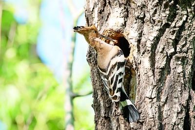 社会▲在春天,有一场鸟儿与北京的约定