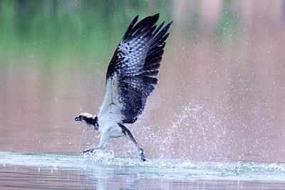 社会▲在春天,有一场鸟儿与北京的约定