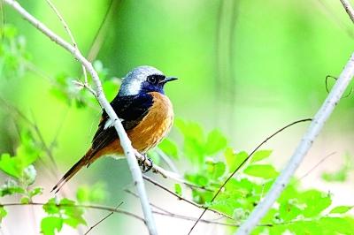 社会▲在春天,有一场鸟儿与北京的约定