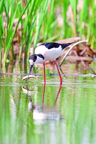 社会▲在春天,有一场鸟儿与北京的约定