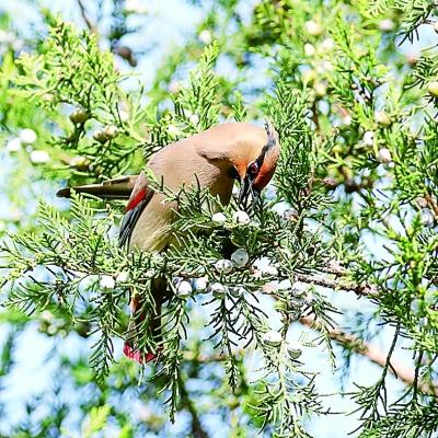 社会▲在春天,有一场鸟儿与北京的约定