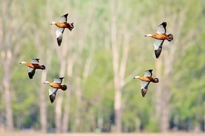 社会▲在春天,有一场鸟儿与北京的约定