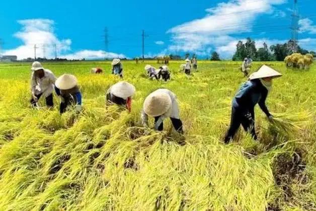 「大米」暂停出口大米一个月，大批越南公司接近崩溃
