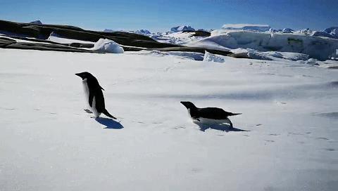 「南极」硬核!女教师“滞留”南极,祖国这样接她回家