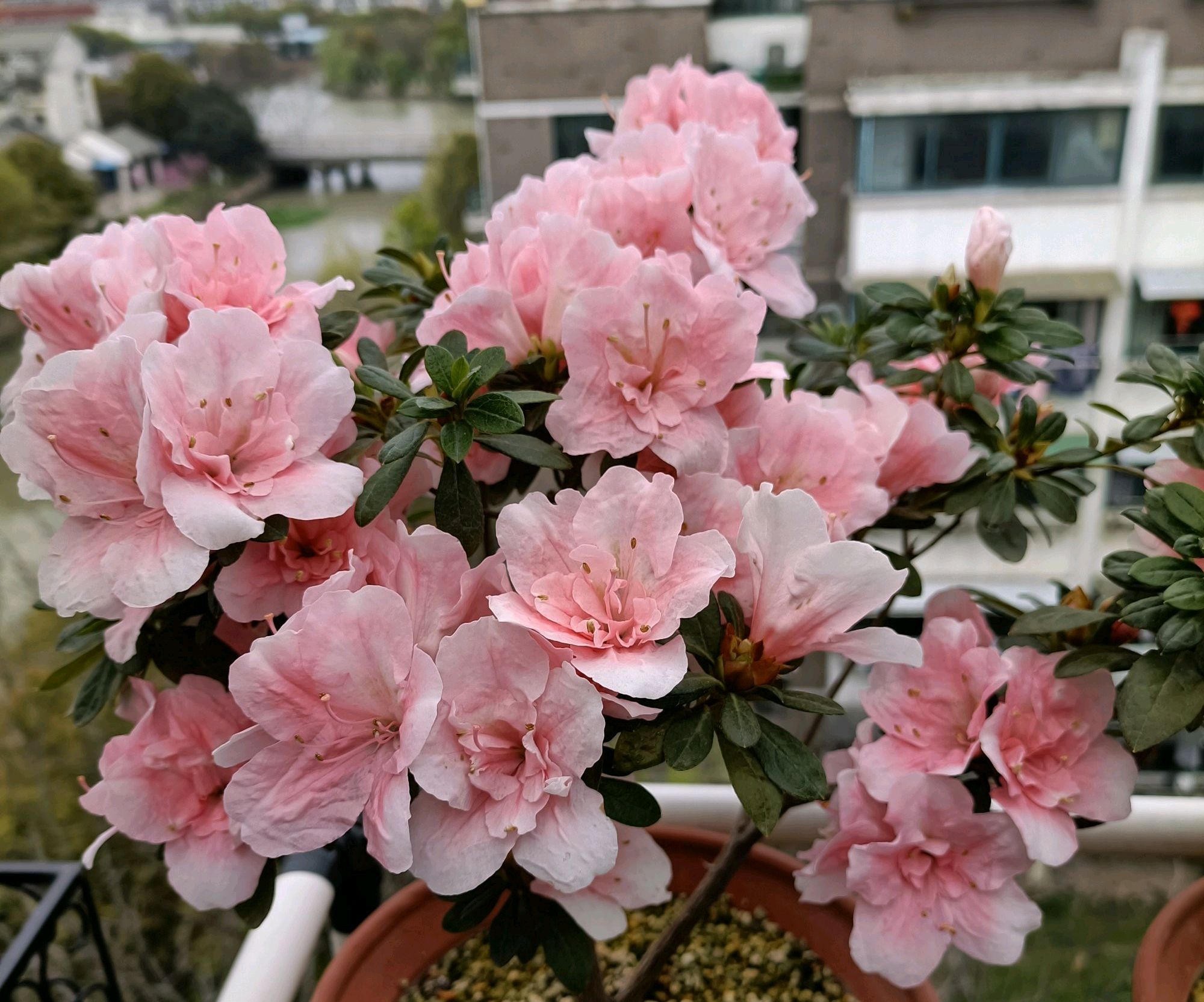 杜鹃花长出新芽就发黑?闷根是首因,室内养护杜鹃花,2点很关键