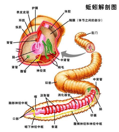 蚯蚓是一种低等的环节动物,虽然它也有头,有尾,有口腔,肠胃和肛门.