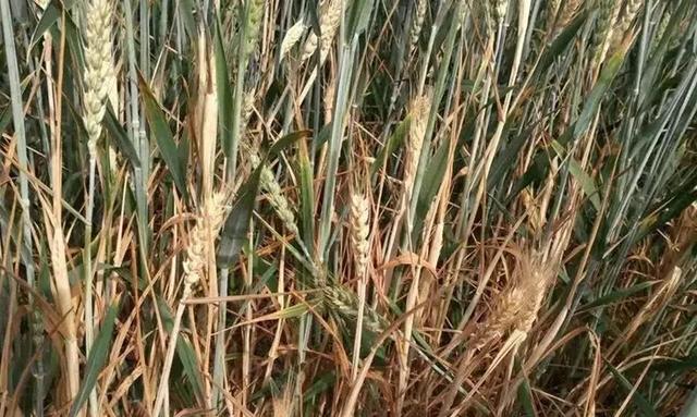 「小麦」又一小麦“绝症”在多地出现！轻则减产，重则绝收