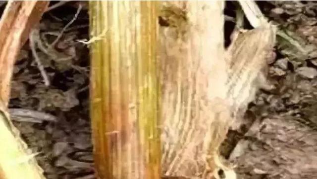 「小麦」又一小麦“绝症”在多地出现！轻则减产，重则绝收