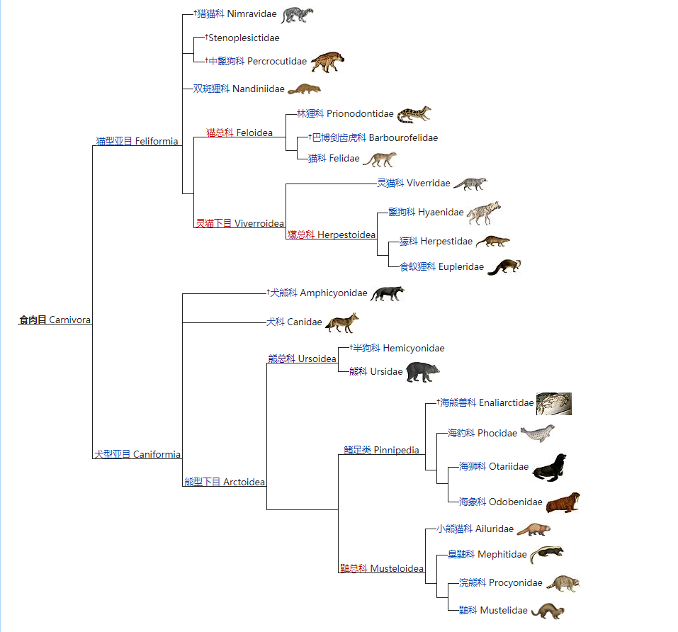 食肉目演化出了两个分支,一支是留在树上的生物,也就是猫科动物的祖先