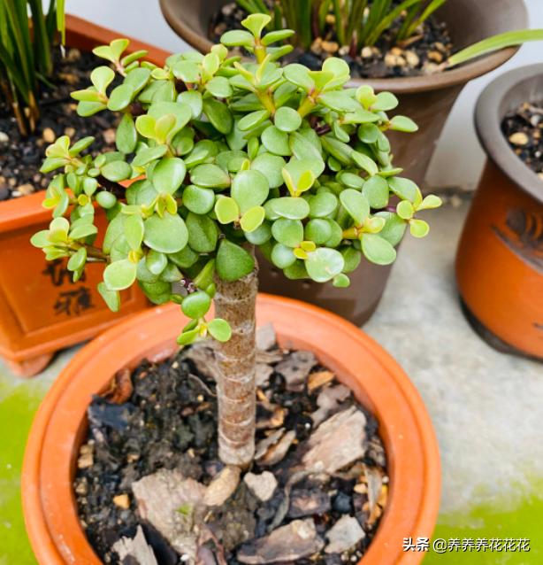 金枝玉叶这么剪越剪越好看变成盆景老桩越养越值钱