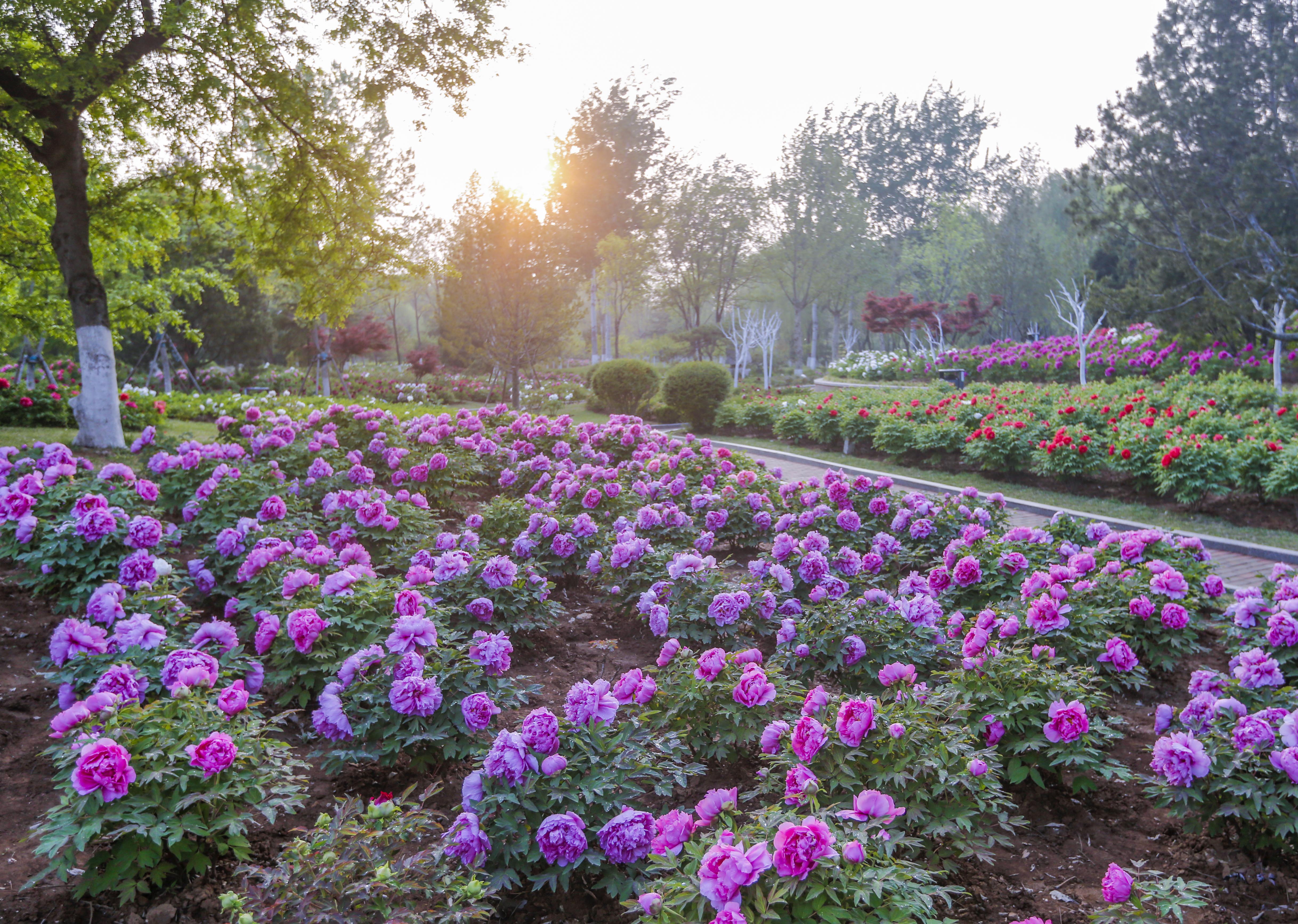 济南也是牡丹的重要栽培地,百花公园,泉城公园等多个地方都有牡丹种植
