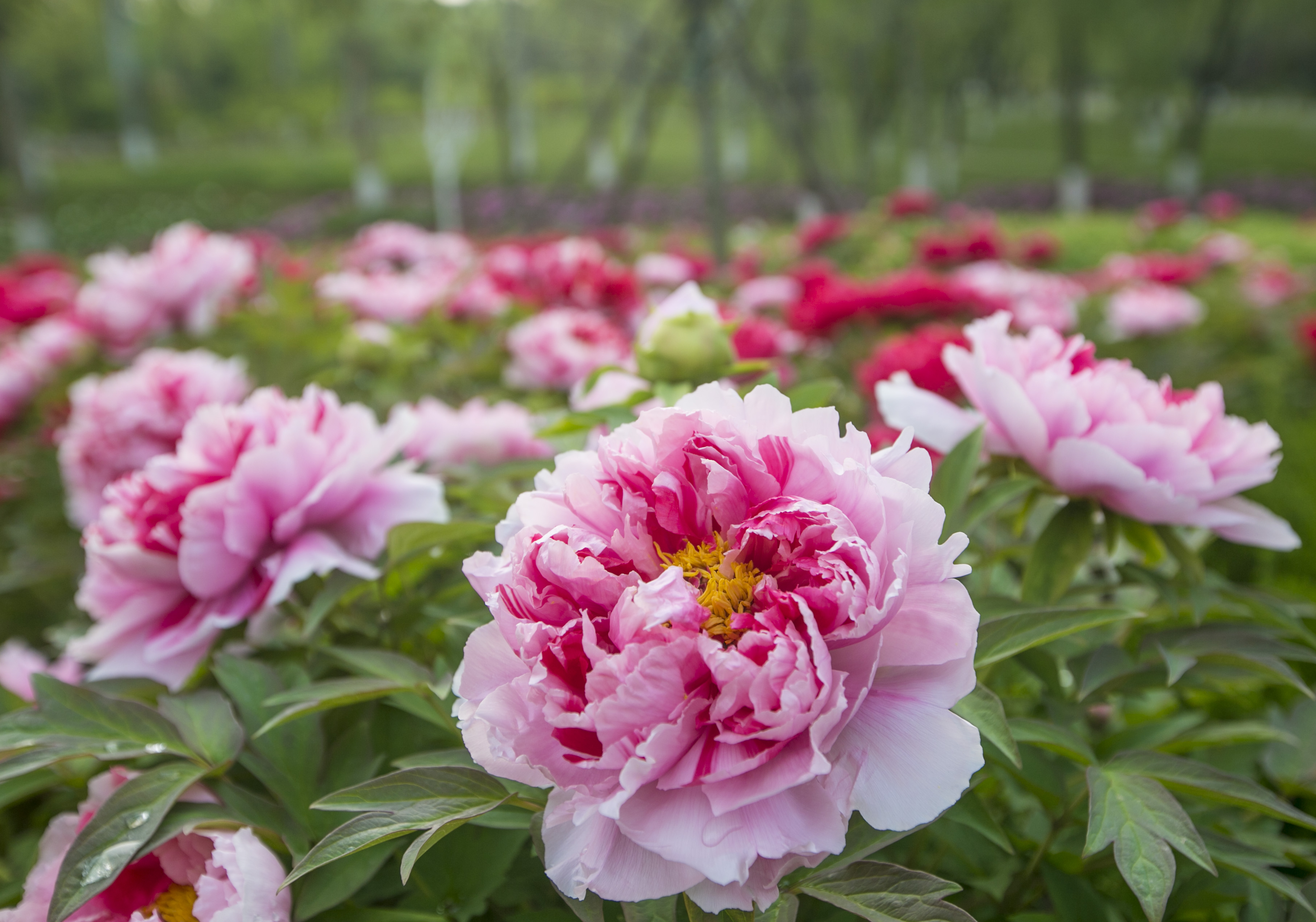 唯有牡丹真国色花开时节动京城牡丹绽放了济南最美的春天