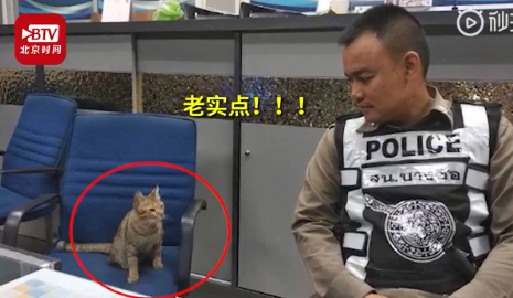 国际■泰国猫咪因违反外出禁令被逮捕 网友:看表情就是社会猫