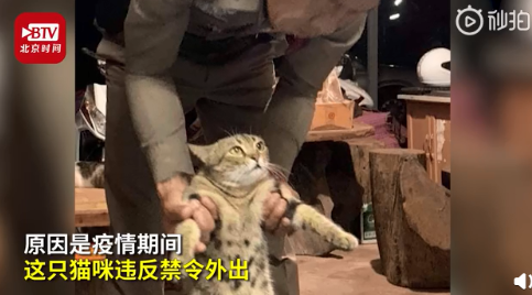 国际■泰国猫咪因违反外出禁令被逮捕 网友:看表情就是社会猫
